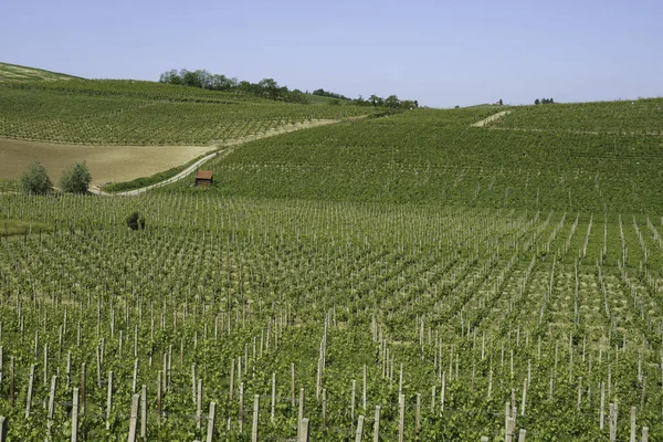 Winnice Monferrato Pobliżu Mombaruzzo Prowincja Asti Piemont Włochy Wiosną — Zdjęcie stockowe
