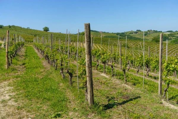 Monferrato Nun Üzüm Bağları Talya Nın Piedmont Kentinde Asti Ilinde — Stok fotoğraf
