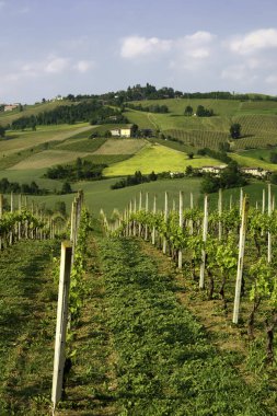 Pianello Val Tidone yakınlarındaki kırsal alan, Piacenza ili, Emilia-Romagna, İtalya, ilkbahar zamanı. Üzüm bağları