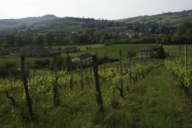 Pianello Val Tidone ve Agazzano yakınlarındaki kırsal alan, Piacenza ili, Emilia-Romagna, İtalya, bahar zamanı. Üzüm bağları