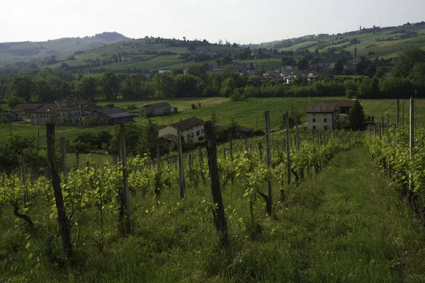 Paisagem Rural Perto Pianello Val Tidone Agazzano Província Piacenza Emília — Fotografia de Stock