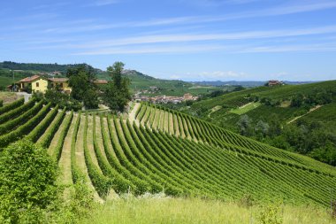 langhe (İtalya yaz peyzaj)