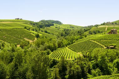 langhe (İtalya yaz peyzaj)