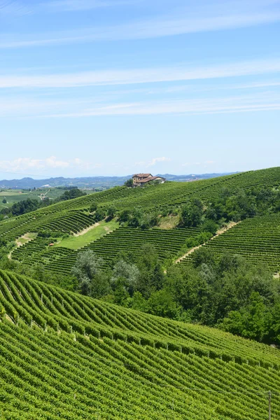 Літній пейзаж у регіоні langhe (Італія) — стокове фото