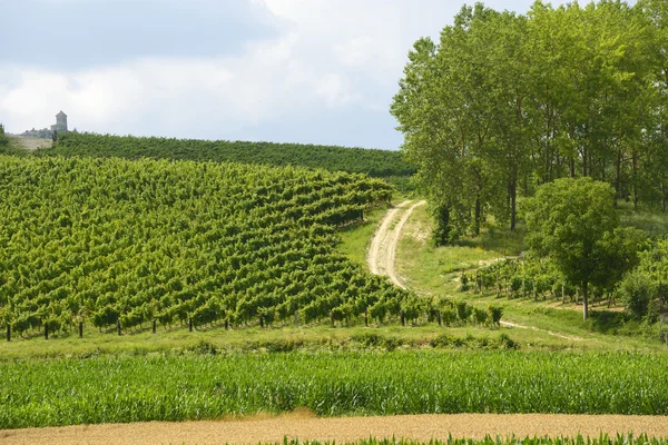 Letní krajina v monferrato (Itálie) — Stock fotografie