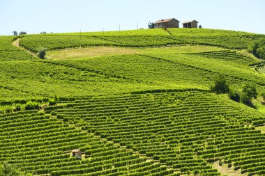 langhe (İtalya yaz peyzaj)