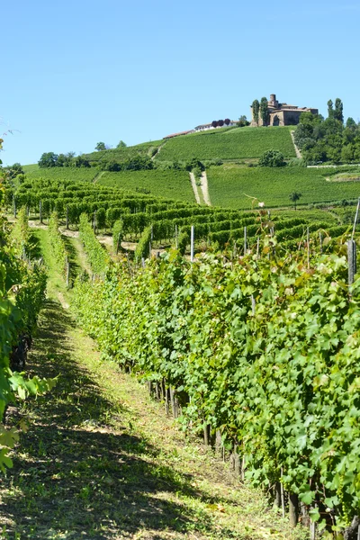 Paesaggio estivo nelle Langhe (Italia) ) — Foto Stock