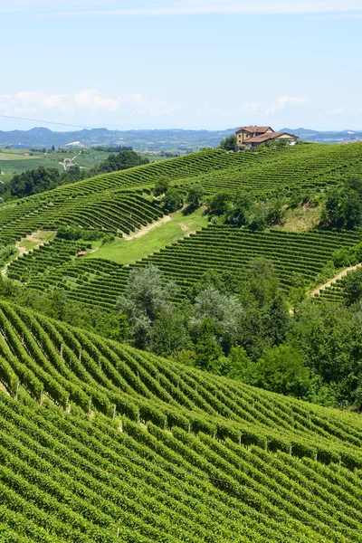 Paesaggio estivo nelle Langhe (Italia) ) — Foto Stock