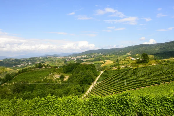Letní krajina v monferrato (Itálie) — Stock fotografie
