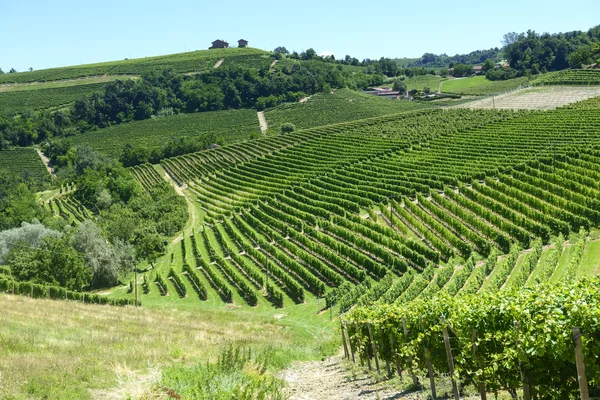 Sommar landskap i langhe (Italien) — Stockfoto