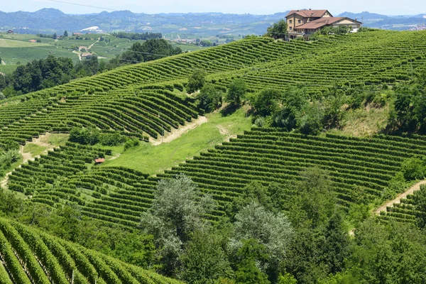 Zomer landschap in langhe (Italië) — Stockfoto