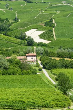 langhe (İtalya yaz peyzaj)