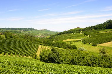 langhe (İtalya yaz peyzaj)