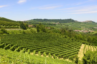 langhe (İtalya yaz peyzaj)