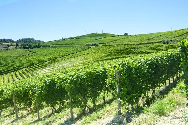 Zomer landschap in langhe (Italië) — Stockfoto