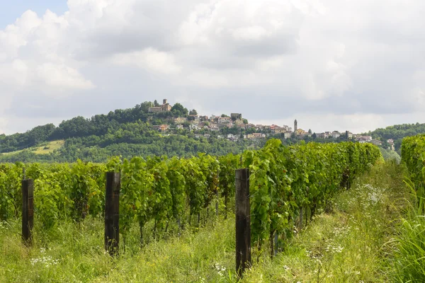 Monferrato üzüm bağları ile yaz peyzaj — Stok fotoğraf