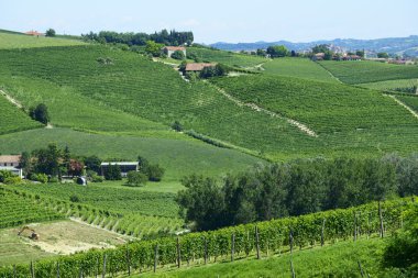 langhe (İtalya yaz peyzaj)