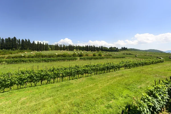 Lucca (Tuscany, Italy), countryside — Stock Photo, Image