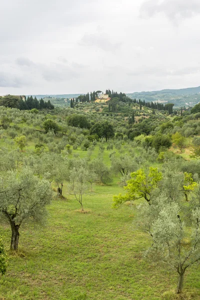 Landschaft im Chianti (Florenz, Toskana, Italien) mit Olivenbäumen und Zypressen im Sommer — Stockfoto