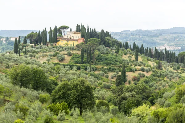 Landscape in Chianti (Florence, Tuscany, Italy) with olive trees and cypresses at summer — Stock Photo, Image