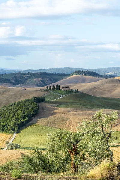 夏のオリーブの木々 と糸杉キャンティ （フィレンツェ、トスカーナ、イタリア） の風景します。 — ストック写真