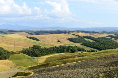 Girit senesi (Toskana, İtalya)