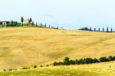 Girit senesi (Toskana, İtalya)