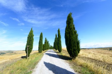 Girit senesi (Toskana, İtalya)