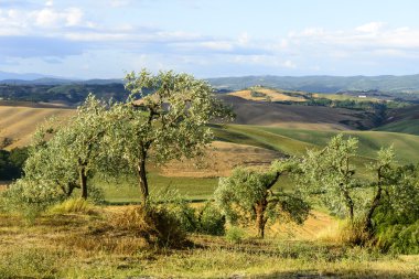 Girit senesi (Toskana, İtalya)