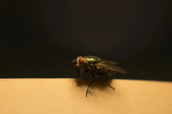 Green fly sur partition musicale — Photo