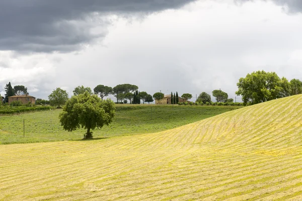 Montalcino (Toskania, Włochy) — Zdjęcie stockowe