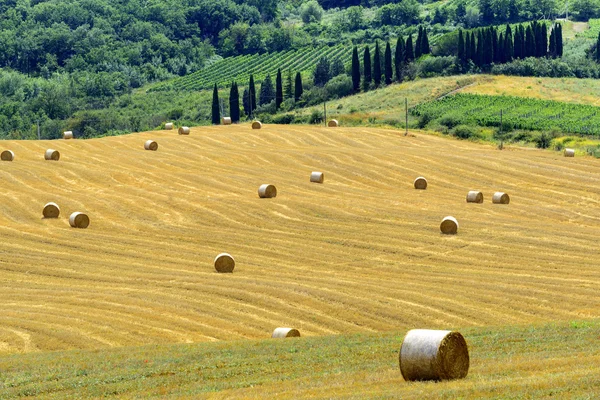 Montalcino (Tuscany, Italy) — Stock Photo, Image