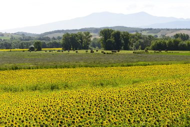 Maremma (Toskana, İtalya)