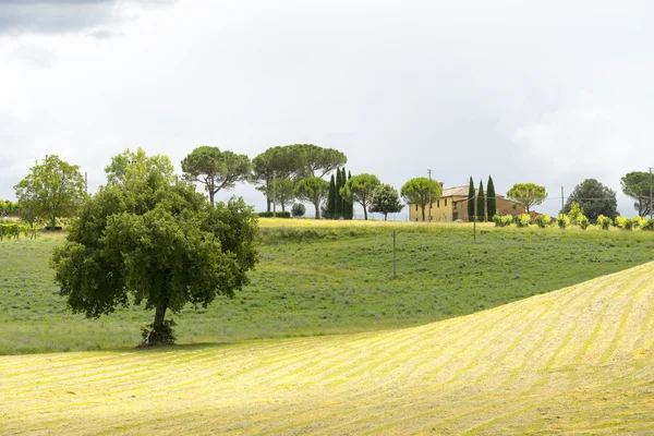 Montalcino (Toskania, Włochy) — Zdjęcie stockowe