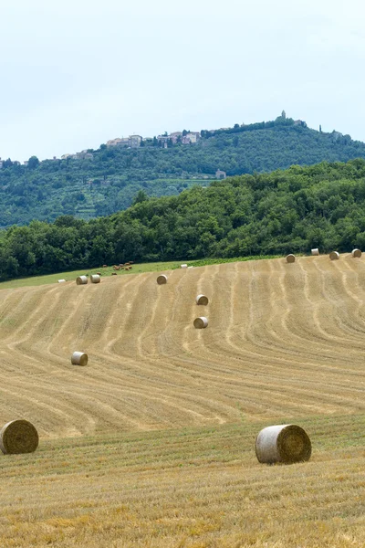 Montalcino (toskana, italien) — Stockfoto
