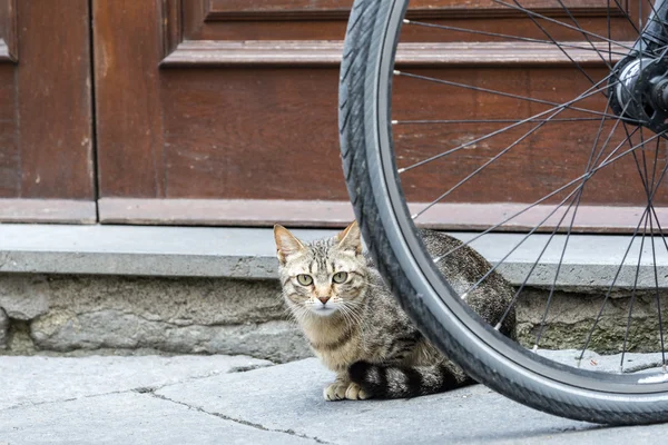 Bolsena (Itália): cat — Fotografia de Stock