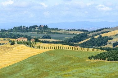 Girit senesi (Toskana, İtalya)