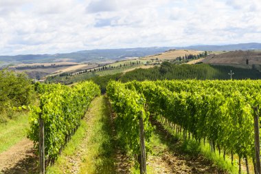 Girit senesi (Toskana, İtalya)