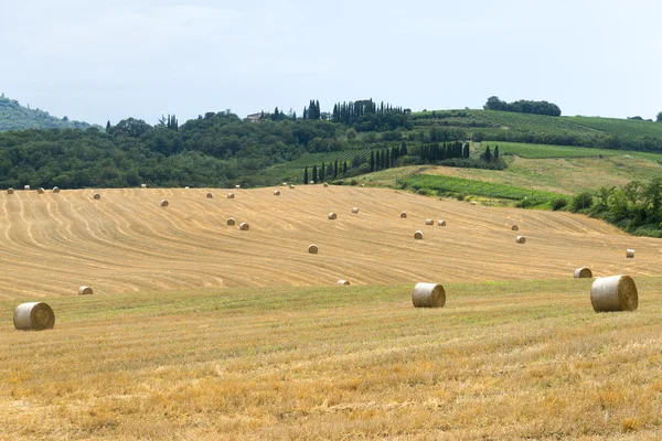 Montalcino (Tuscany, Italy) — Stock Photo, Image