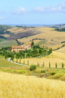 Girit senesi (Toskana, İtalya)
