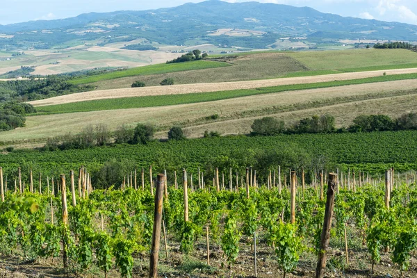 Montalcino (Toscana, Itália) ) — Fotografia de Stock