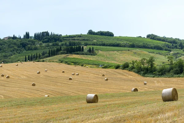 Montalcino (toskana, italien) — Stockfoto