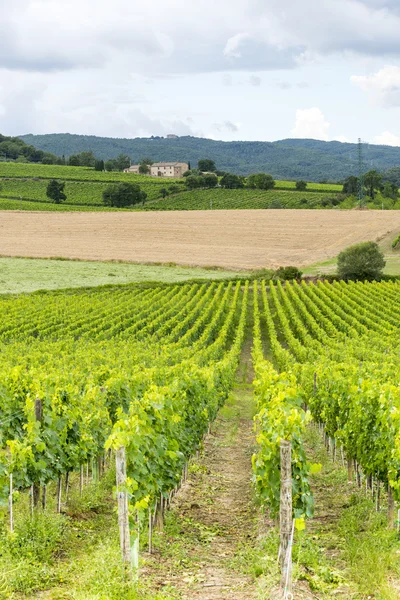 Montalcino (Toscana, Italien) — Stockfoto