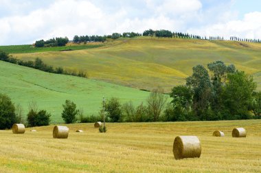 Montalcino (Toskana, İtalya)