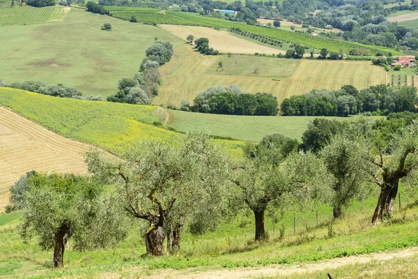Letní krajina v Umbrii (Itálie) — Stock fotografie