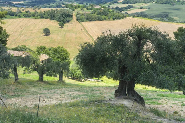Krajobraz lato w Umbrii (Włochy) — Zdjęcie stockowe
