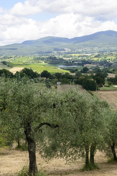 Sommerlandschaft in umbrien (italien) — Stockfoto