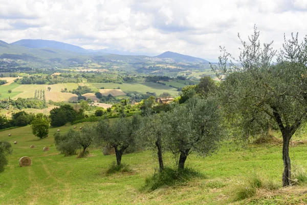 Καλοκαιρινό τοπίο στην Umbria (Ιταλία) — Φωτογραφία Αρχείου