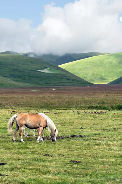 Piano Grande di Castelluccio (Italie) ) — Photo