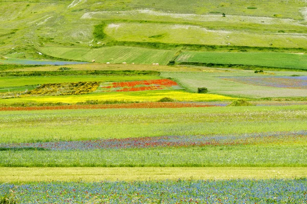 Piano grande di castelluccio (italien) — Stockfoto